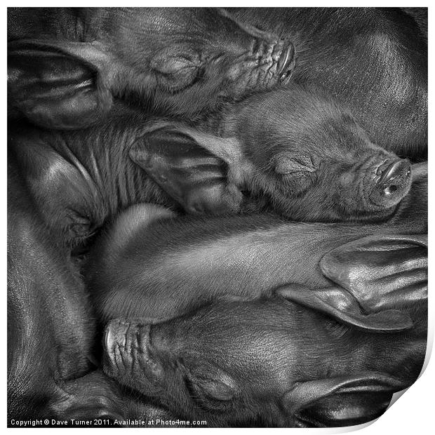 Black or Devon Piglets Print by Dave Turner