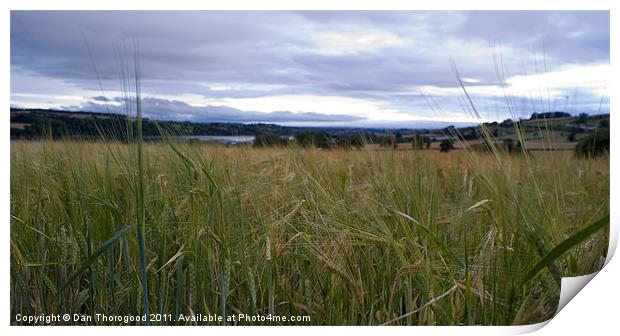 Wheat field Print by Dan Thorogood