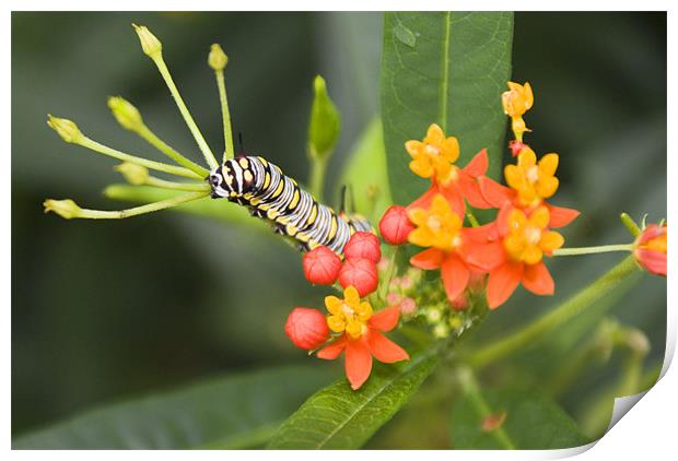 Plain Tiger Caterpillar Print by Dan Thorogood