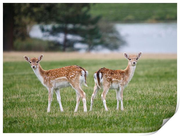 Watching Me Print by Robert Geldard