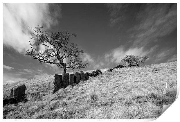  Windswept Division   Print by Robert Geldard