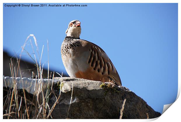 Red-Legged Partridge Print by Sheryl Brown