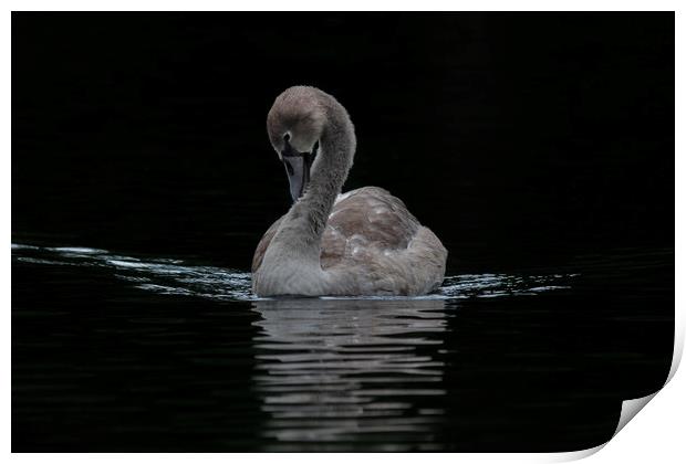 Young Cygnet Swan  Print by Dianne 
