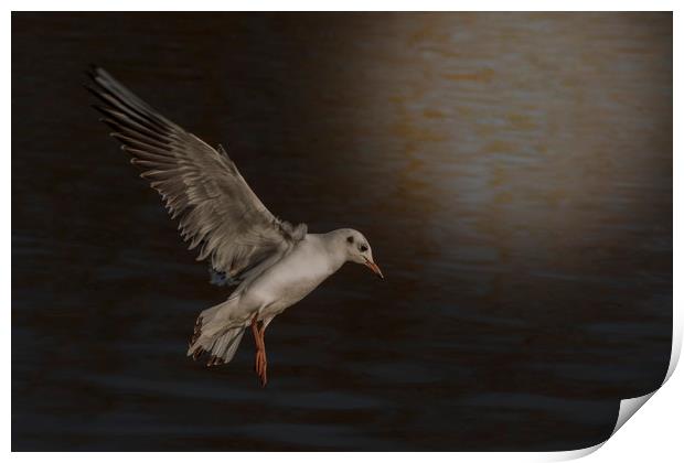 Gull in the Moonlight Print by Dianne 