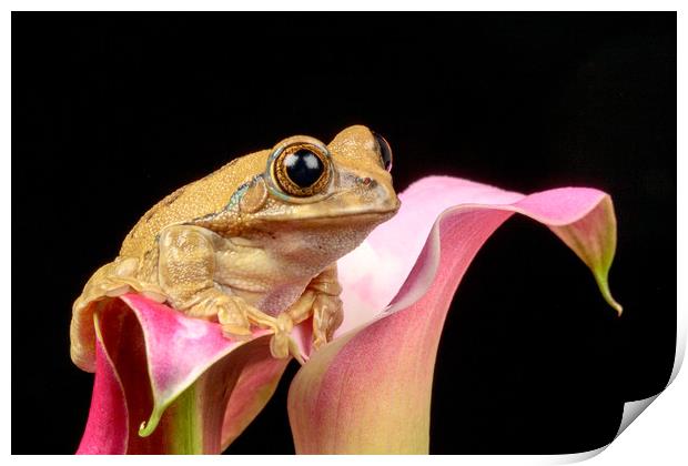 Cute little frog on a pink Lily flower Print by Dianne 