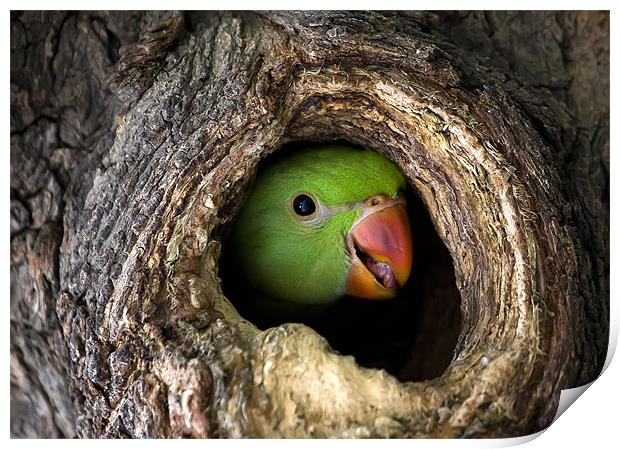 Parrot, hidden, tree Print by Raymond Gilbert