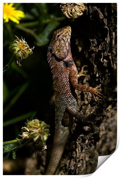 Lizard, camouflage, tree Print by Raymond Gilbert
