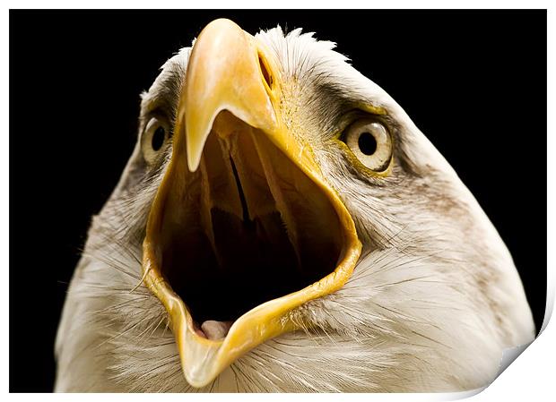 Bald Eagle, beak, macro Print by Raymond Gilbert