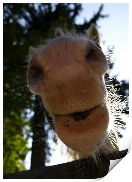 Horse, nose, humour Print by Raymond Gilbert