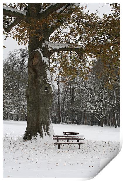 A Tree and Two Seats Print by Andrea Guidera