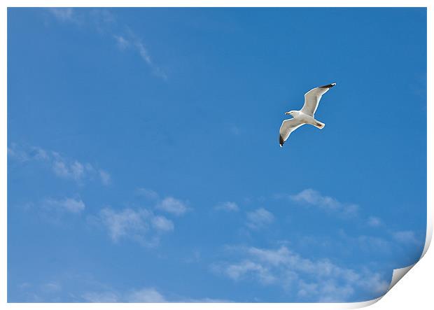 Seagull flying against blue sky Print by Tara Taylor