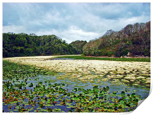 Lily Ponds,Low Water.Pembrokeshire. Print by paulette hurley