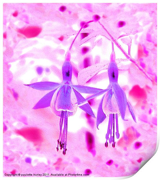 Two Purple + Pink Fuchsia,s Embossed. Print by paulette hurley