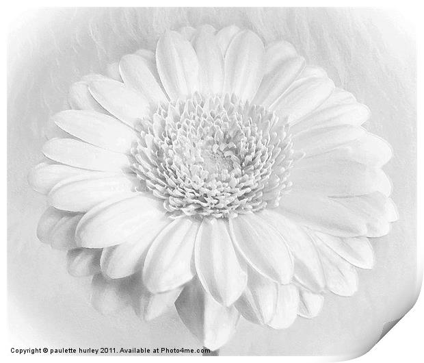 White Daisy. Print by paulette hurley