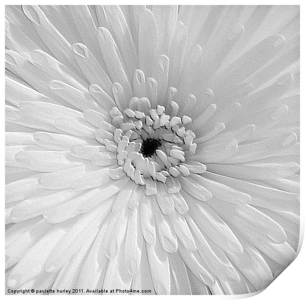 White Chrysanthemum. Print by paulette hurley