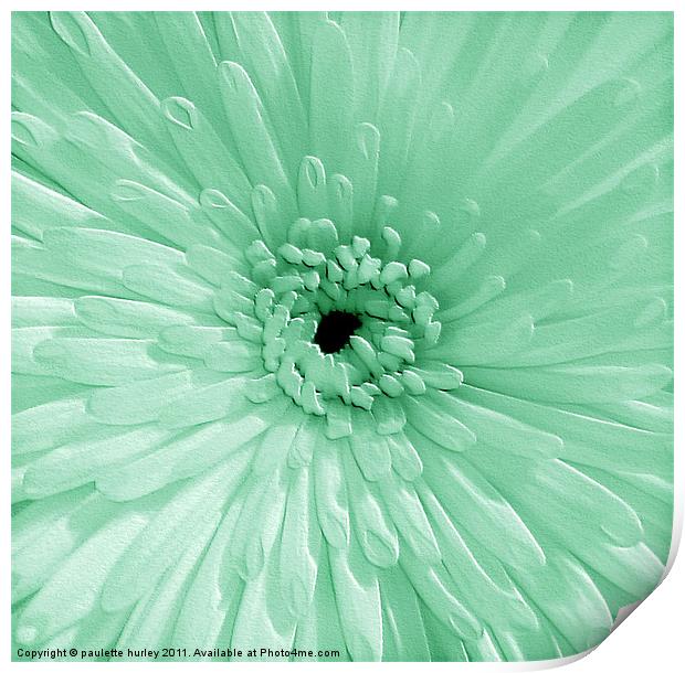 Green Chrysanthemum Print by paulette hurley