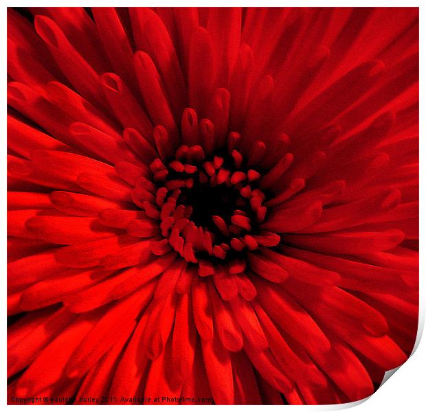 Red Chrysanthemum Print by paulette hurley