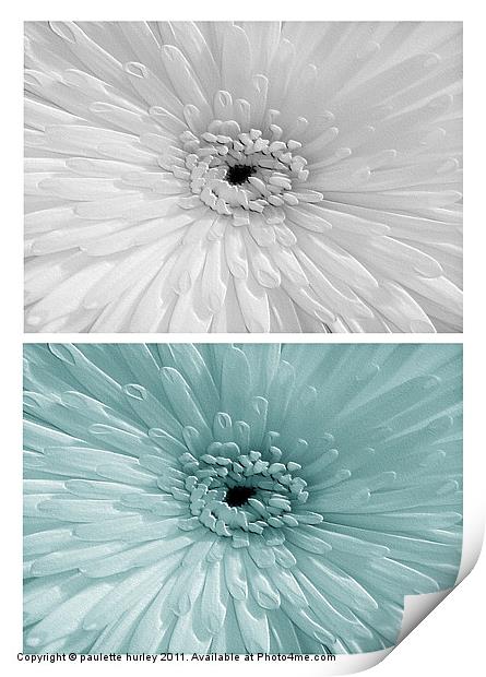 Chrysanthemum. White + Teal. Print by paulette hurley