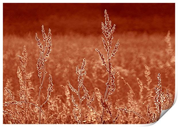 Rustic Field Print by paulette hurley