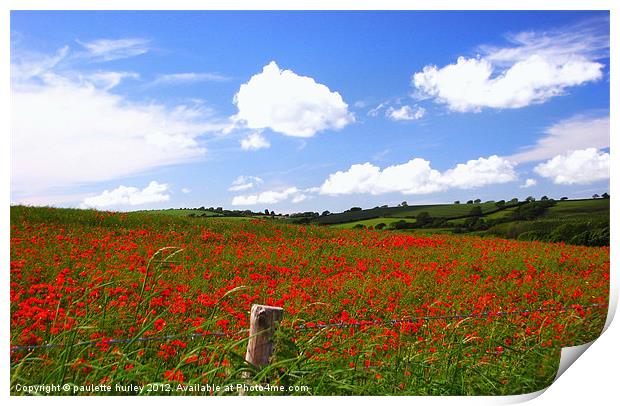 Poppy Field 2.Pembrokeshire. Print by paulette hurley