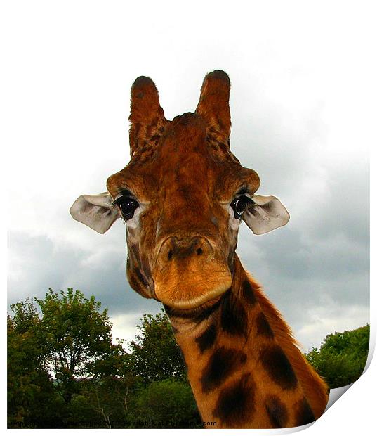 Giraffe. Giraffa Camelopardalis. Print by paulette hurley