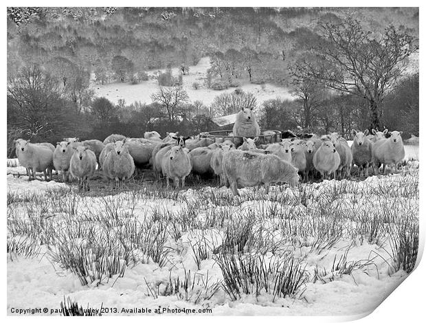 Sheep.Brecon Beacons.Snow. Print by paulette hurley