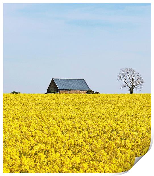 Rapeseed Field Cottage. Print by paulette hurley