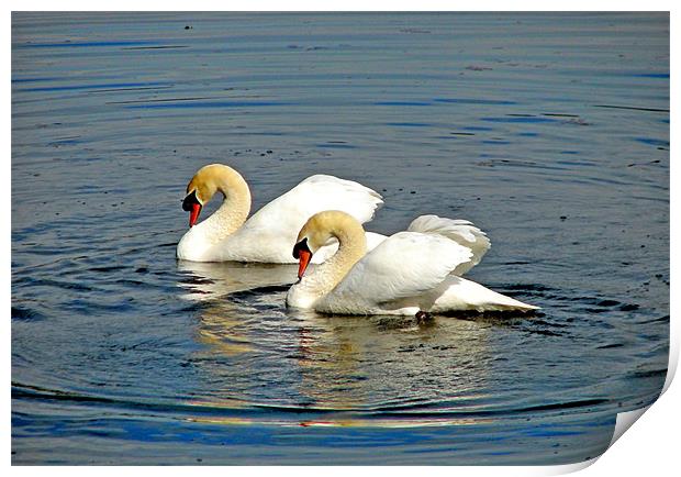 Two Mute Swans Pirouetting in a Whirl. Print by paulette hurley