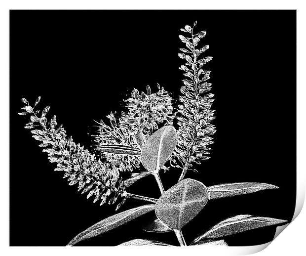 Modern Flower.Black+White. Print by paulette hurley