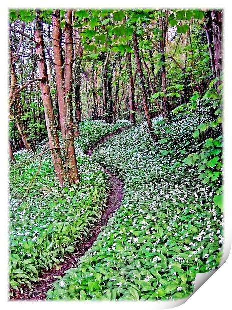 Wild Garlic.Lydstep. Print by paulette hurley
