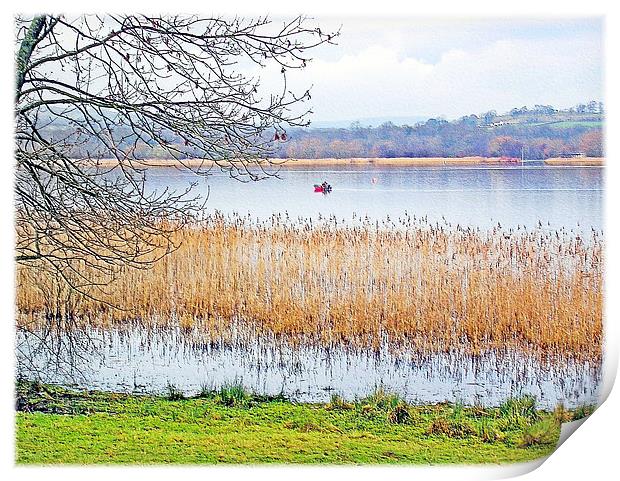 Llangorse Lake(Llyn Syfaddon). Print by paulette hurley