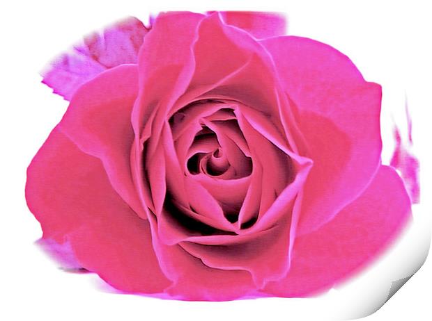 A Baby Pink Velvet Rose. Print by paulette hurley