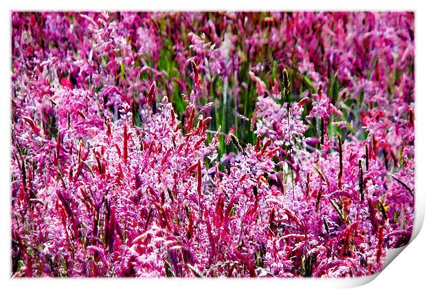 Pink Field in Bloom Print by paulette hurley