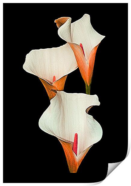 Peach Calla Lily. Print by paulette hurley