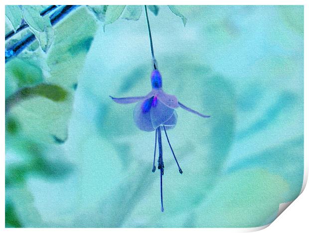 Fuchsia Blue Print by paulette hurley