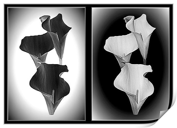 Calla Lillies.Black+White. Print by paulette hurley