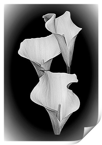 Calla Lillies Trio,B+W. Print by paulette hurley