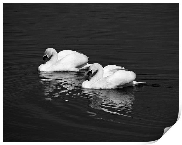 Two Mute Swans.Mono. Print by paulette hurley
