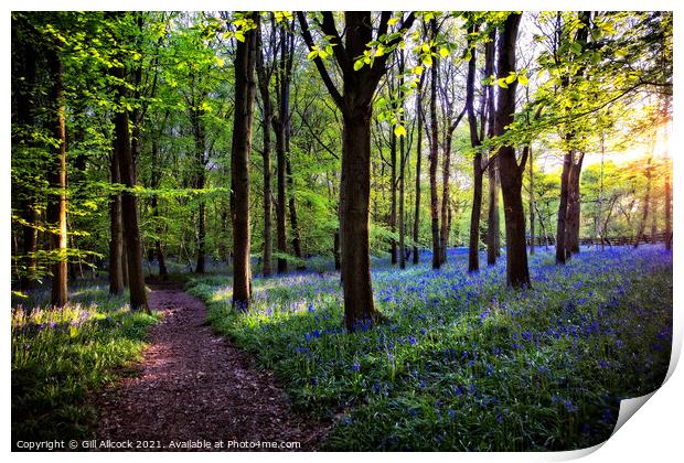 Walking Through Bluebells Print by Gill Allcock