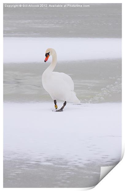 Swan Lake on Ice Print by Gill Allcock