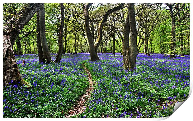 Bluebell Woods Print by Gill Allcock
