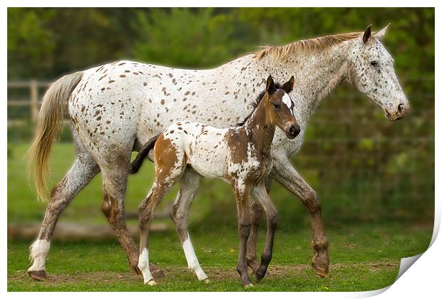 Mother and Baby Appaloosa Print by Gill Allcock