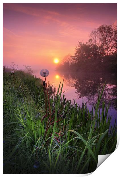 Dandelion sunrise... Print by David Mould