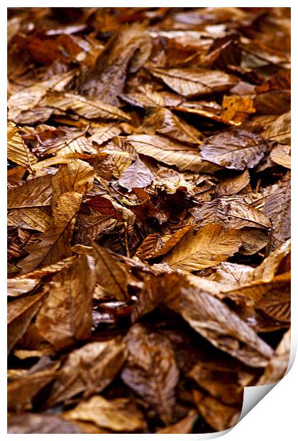 Autumn Leaves Print by Peter Elliott 