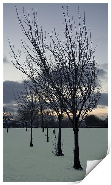 Snow trees Print by Peter Elliott 
