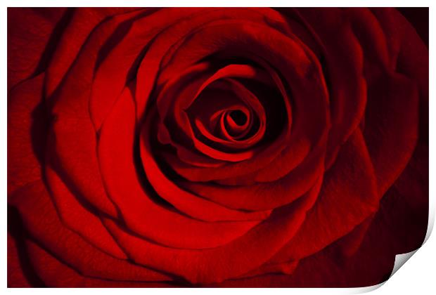 Roses are Red Print by Peter Elliott 