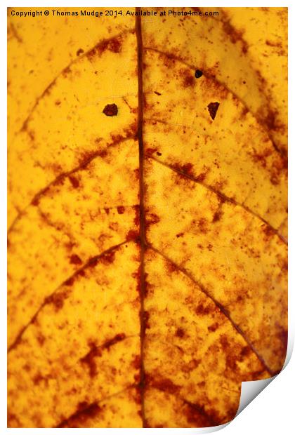  Autumnal Leaf Print by Thomas Mudge
