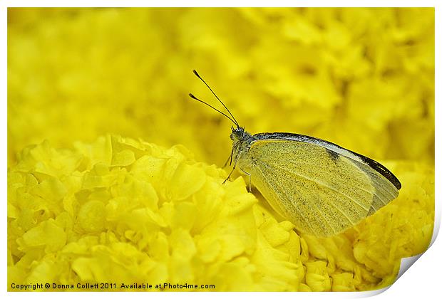 Cabbage white Butterfly Print by Donna Collett