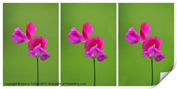 3 Sweet Peas Print by Donna Collett