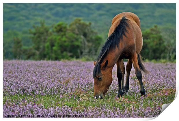 Pony in the Heather Print by Donna Collett